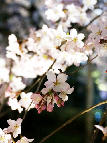 140331_01.jpg