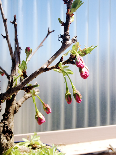 140331_06.jpg